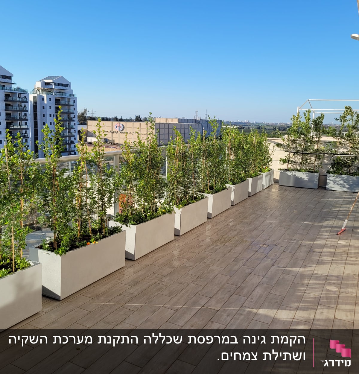 עציצים עם צמחים ירוקים על מרפסת מרוצפת